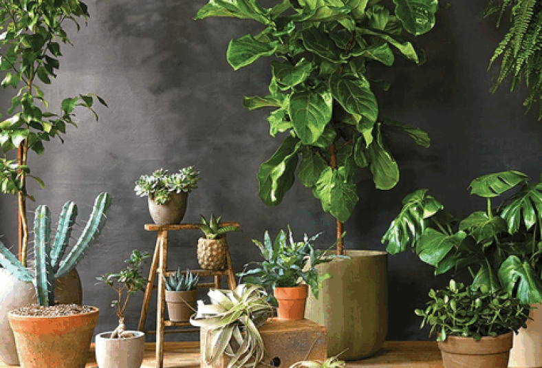 Indoor And Outdoor Plants Supplies
